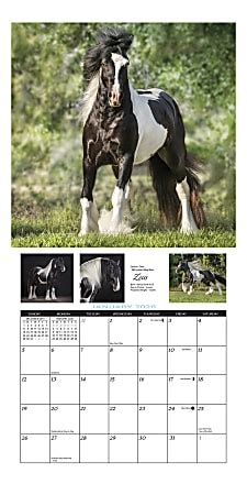 Read Gypsy Vanner Horse 2020 Wall Calendar By Willow Creek Press