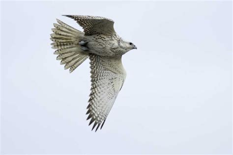 Gyrfalcon Definition & Meaning - Merriam-Webster