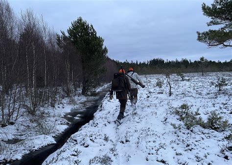 Här följer du 2024 års licensjakt på varg Svensk Jakt