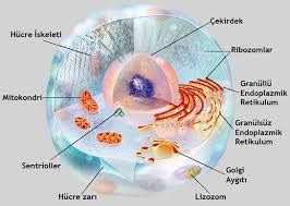 Hücreler canlılık özelliği taşır ve organellerden de meydana gelir.