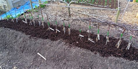 Hügelkultur in the Orchard Nursery Orchard Notes