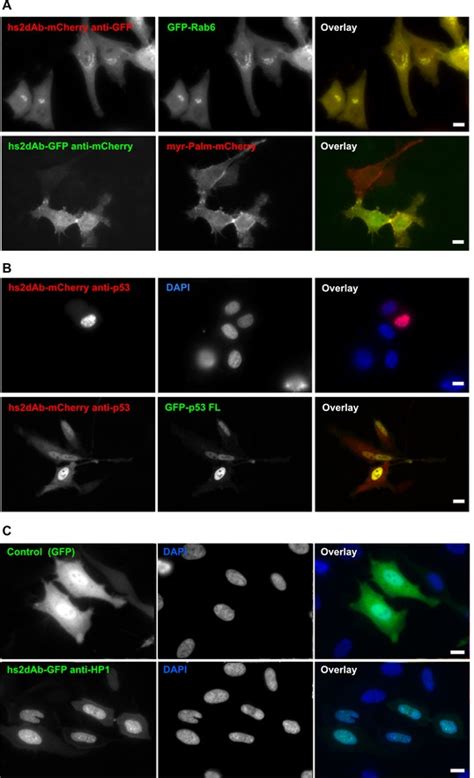 H1 html.  These antibodies support investigation of nuclear structure, chroma...