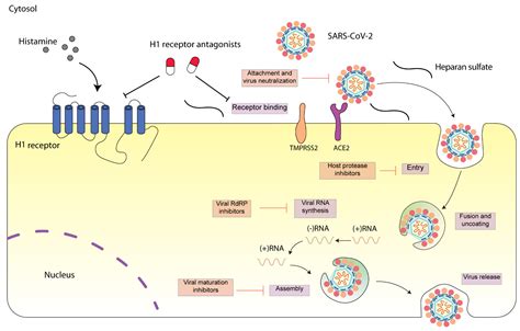 H1 receptor function. .  ...