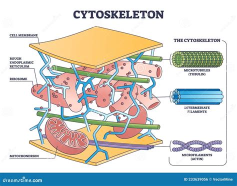 H4/10: Cytoskelet & Extracellulaire Matrix Flashcards Preview