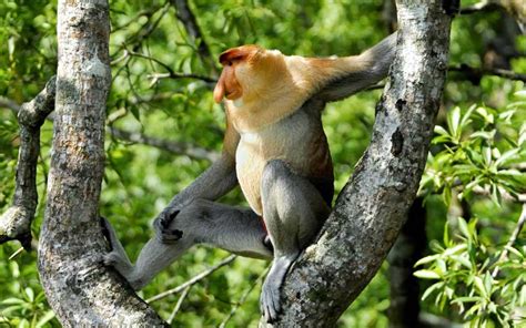 HABITAT CHARACTERISTICS AND ROAMING AREA OF PROBOSCIS MONKEY … - muktibox.com