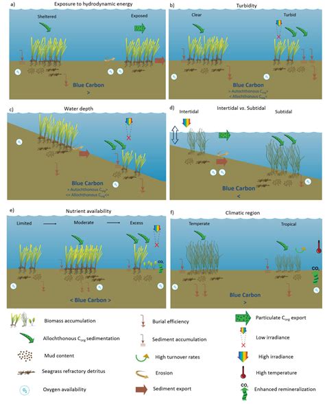 Habitat characteristics provide insights of carbon storage in seagrass ... - muktibox.com