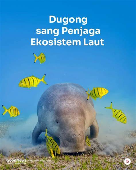 Habitat dan Konservasi Dugong Laut - raincitystudios.com