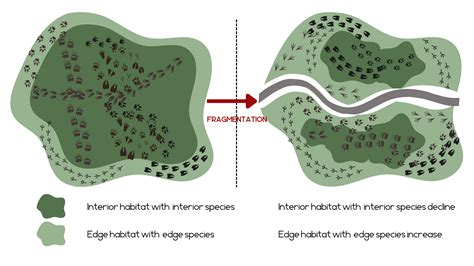 Habitat Fragmentation and Wildlife Corridors - Conservation Corridor - wintechmobiles.com