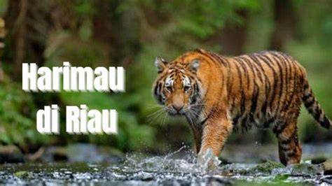 Habitat Harimau di TNTN Riau dalam Proses … - raincitystudios.com
