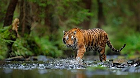 habitat harimau sumatera - Kumpulan Berita ANTARA News - raincitystudios.com