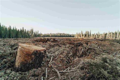 Habitat Loss & Destruction | World Animal Protection - raincitystudios.com