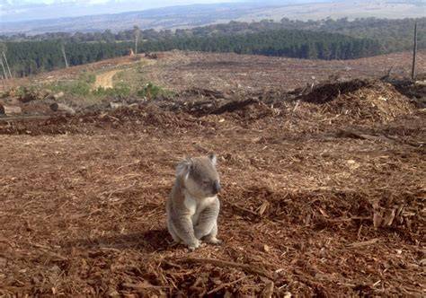 Habitat Loss - an overview | ScienceDirect Topics - raincitystudios.com