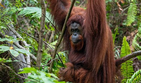 Habitat Orang Utan | PDF - muktibox.com