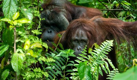 Habitat Orangutan - muktibox.com