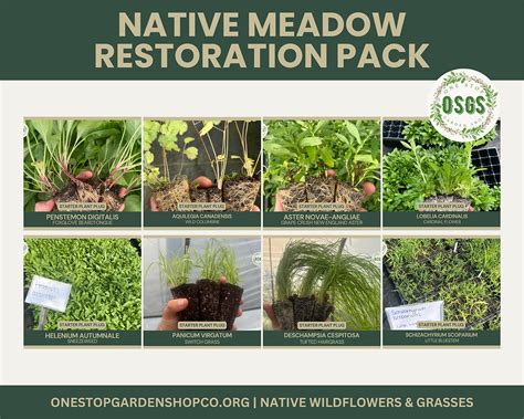 Habitat Restoration, Native Plant Installation - raincitystudios.com