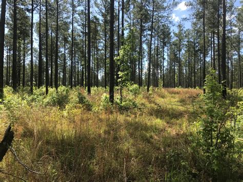 Habitat selection of wild turkeys in burned longleaf pine savannas ... - balustradellc