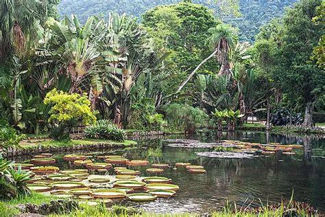 Habitats And Ecosystems Of Brazil - WorldAtlas - raincitystudios.com