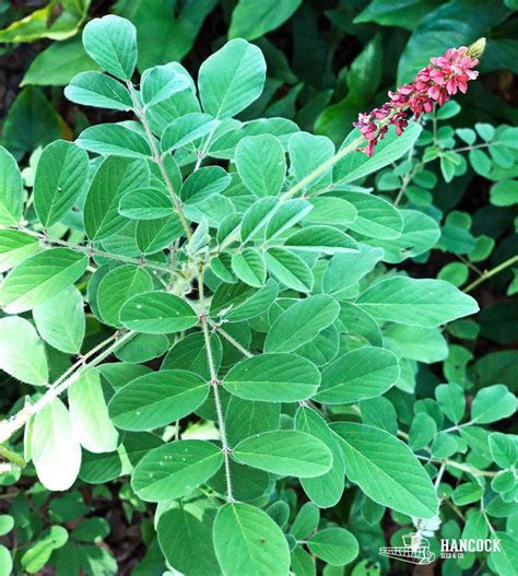 HAIRY INDIGO Plant