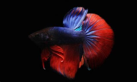 Hal Yang Diperhatikan Dalam Merawat Cupang Hias - balustradellc