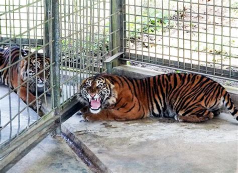 Half of Animal Conflict Handling in West Sumatra Involves Sumatran ... - wintechmobiles.com