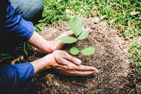 Half of plants used in reforestation projects do not survive - raincitystudios.com