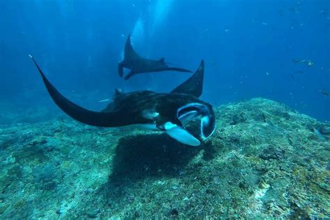 Half-Day Snorkeling at 3 Top Sites with Manta Rays from Bali - balustradellc