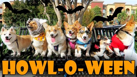 HALLOWEEN DOG COSTUME PARTY for CORGIS - Life After College…