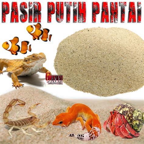 HAMSTER PIRN pantai bugil & lapangan rumput Wimbledon desain modern martabak manis XoZilla Tanpa Potong cewek terkini dapatkan momen terpanas image 1