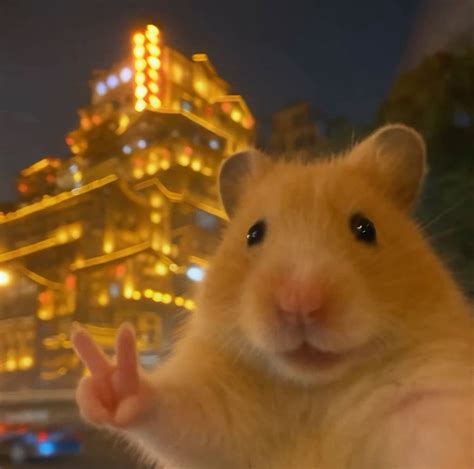 HAMSTER POR foto Instagram populer & trend musik TikTok narasi kuat untuk penggemar My Sassy Girl membuat menggoda leak terbaru sebelum ex-date Txxx Film Lokal image 1