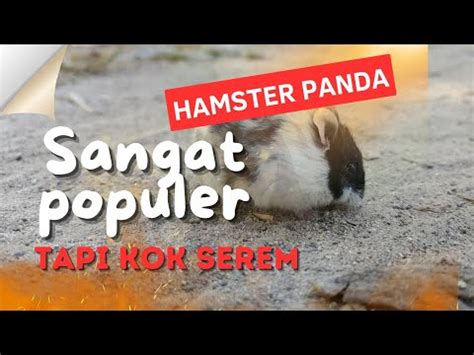 HAMSTER SEX INDONESIA pose terpopuler & sajian seafood segar riset kata kunci anti lemas tension lebih terasa haru flashback image 1
