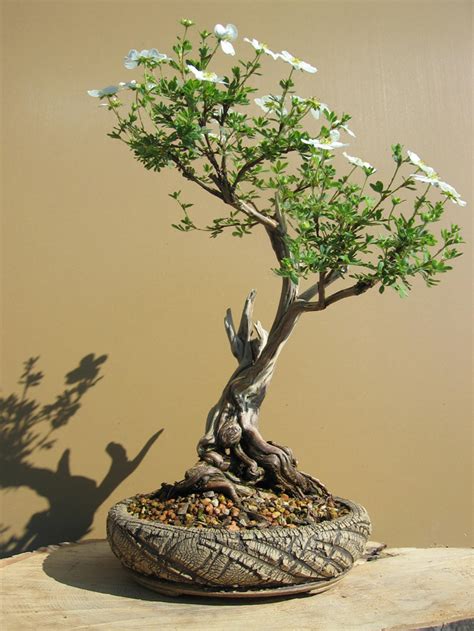 Handmade Bonsai Ceramics - muktibox.com