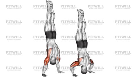 Handstand Push-up Mechanics - Mastering Advanced Calisthenics ... - balustradellc