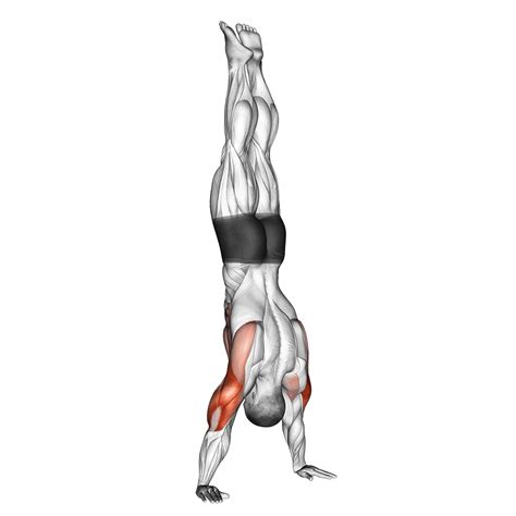 Handstand Push-ups (How To, Muscles Worked, Benefits) - balustradellc
