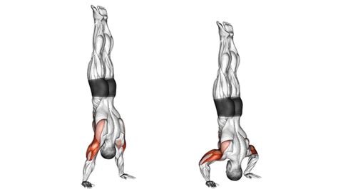 Handstand Push-ups Guide: Muscles Worked, How-To … - balustradellc