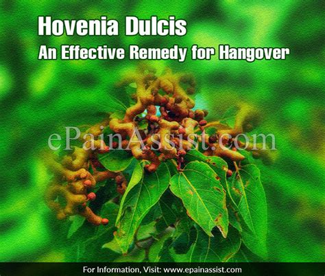 Hangover Prevention With Hovenia Dulcis - balustradellc