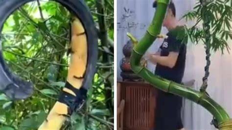 Hanya Modal Ban Bekas, Petani Vietnam Sulap Bambu Murah Jadi Tanaman ... - raincitystudios.com