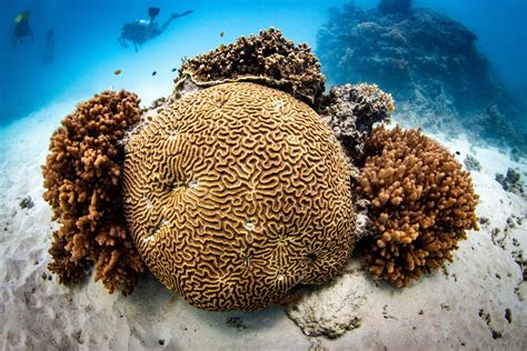 Hard Corals - Coral Reef Alliance - wintechmobiles.com