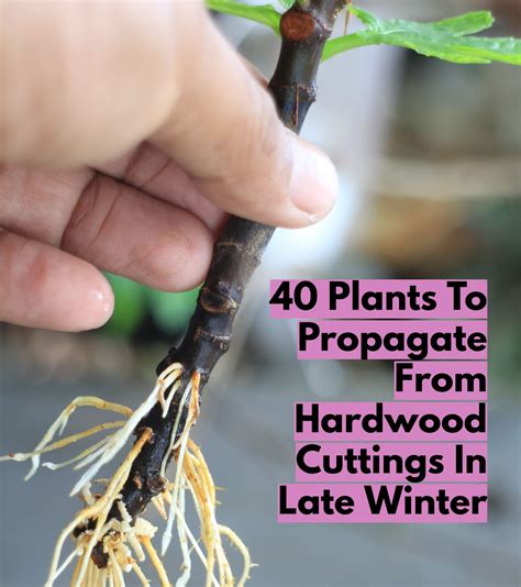 Hardwood Cutting Propagation | Winter Plant … - raincitystudios.com
