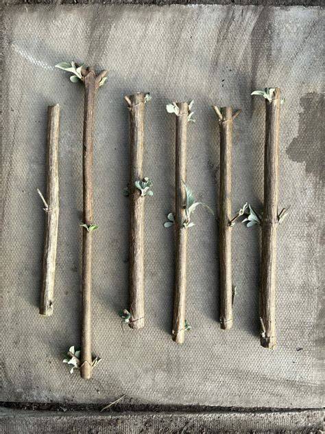 Hardwood Cuttings | RHS Advice - raincitystudios.com