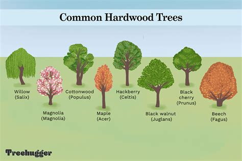 Hardwood Trees: Identifying the Most Common Species - balustradellc