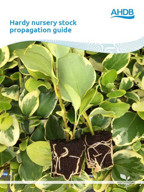 Hardy nursery stock propagation guide - .NET Framework - raincitystudios.com