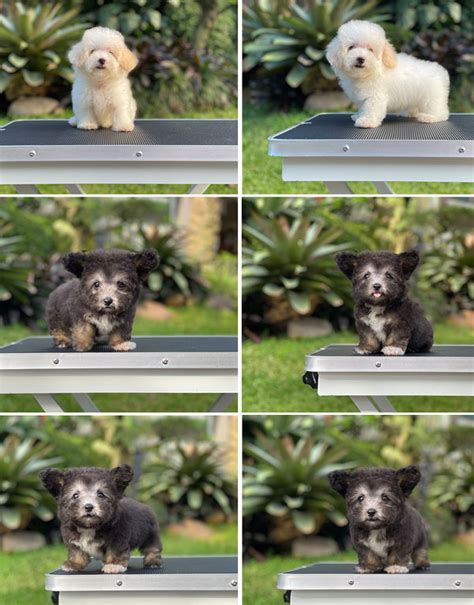 Harga anjing teacup: GLINT BICHON FRISE DOG FOOD