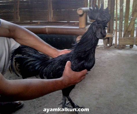 Harga Ayam Cemani Asli dan Tips Membelinya - balustradellc