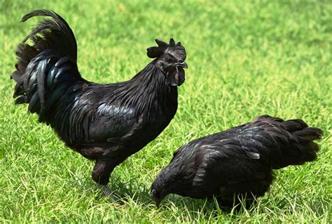 Harga Ayam Cemani Di Indonesia vs Luar Negeri, … - balustradellc
