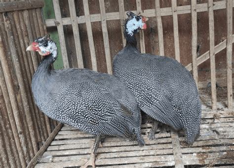 Harga ayam hias mutiara Terbaru Apr 2025 | BigGo Indonesia - balustradellc