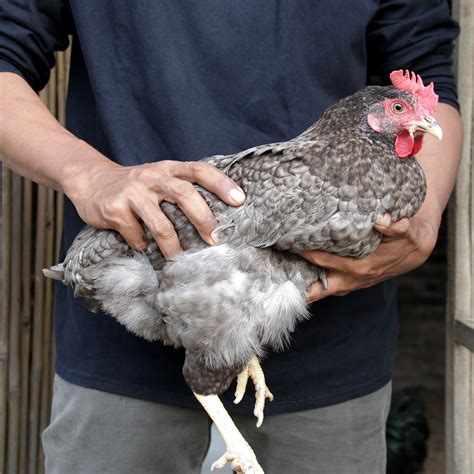 Harga Ayam Kuntara - balustradellc