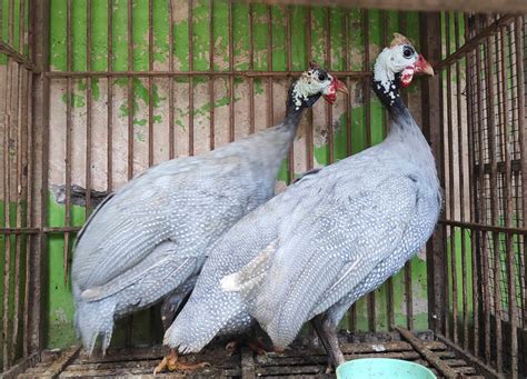 Harga Ayam Mutiara Lengkap 2026 | Update Usia & Jenis - HOBI TERNAK - balustradellc