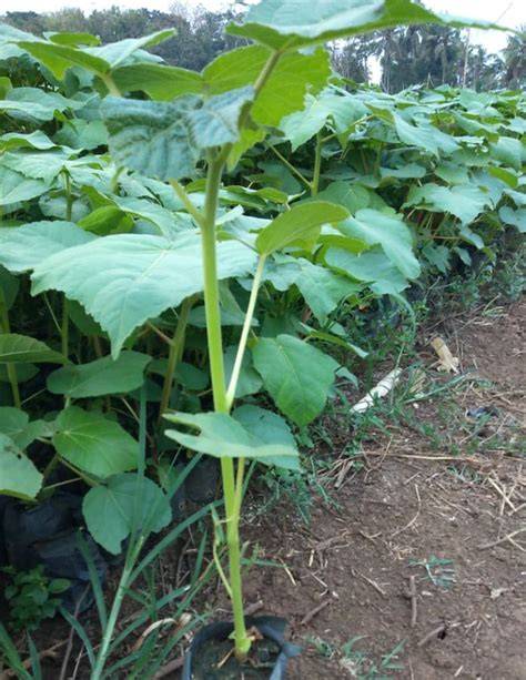 Harga Bibit Balsa Kualitas unggul - raincitystudios.com