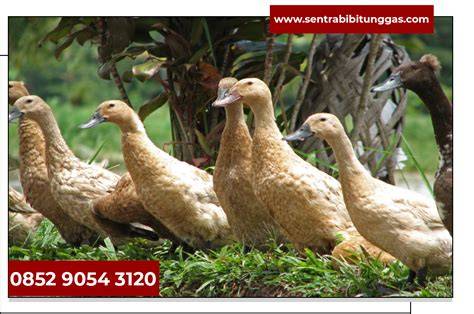 Harga Bibit Bebek Petelur - raincitystudios.com