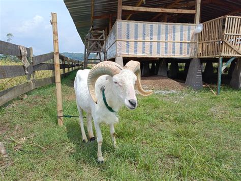 Harga Bibit Domba Garut Terbaru - Peternakan Domba … - balustradellc